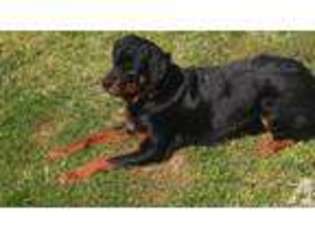 Rottweiler Puppy for sale in SPRING, TX, USA