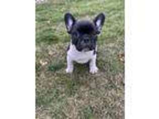 French Bulldog Puppy for sale in Waterloo, IA, USA