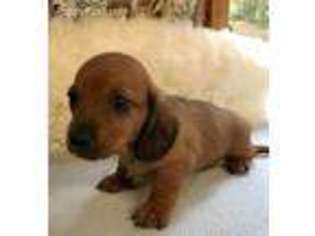 Dachshund Puppy for sale in Live Oak, FL, USA