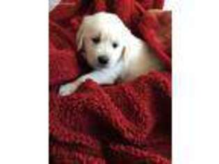 Mutt Puppy for sale in Huntingdon, PA, USA