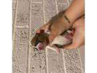 Pembroke Welsh Corgi Puppy for sale in Marlow, OK, USA
