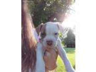 American Bulldog Puppy for sale in North East, PA, USA
