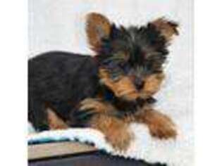Yorkshire Terrier Puppy for sale in Fredericksburg, PA, USA