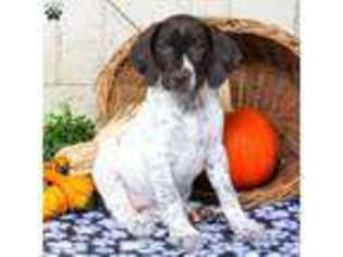 German Shorthaired Pointer Puppy for sale in Leola, PA, USA