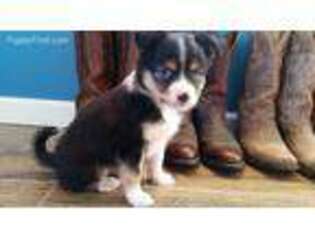 Miniature Australian Shepherd Puppy for sale in Horse Cave, KY, USA