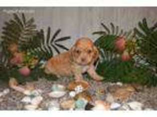 Cocker Spaniel Puppy for sale in Conway, MO, USA