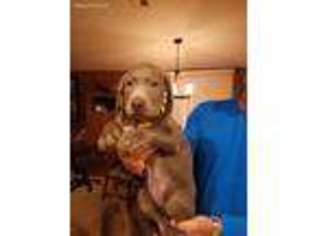 Labrador Retriever Puppy for sale in Lake Placid, FL, USA