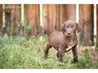 German Shorthaired Pointer Puppy for sale in Fort Collins, CO, USA