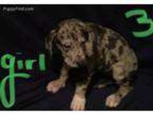 Great Dane Puppy for sale in Jasonville, IN, USA