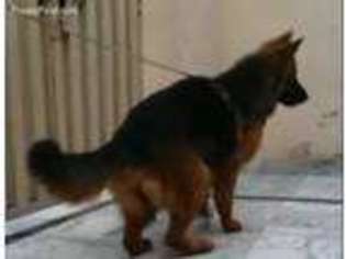 German Shepherd Dog Puppy for sale in Upland, CA, USA