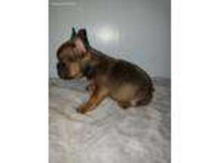 French Bulldog Puppy for sale in Camden, MI, USA