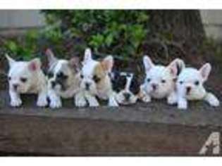 French Bulldog Puppy for sale in PINE GROVE, CA, USA