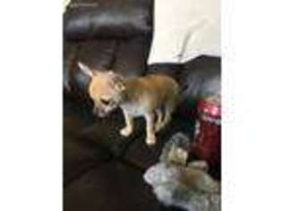 Chihuahua Puppy for sale in Riverside, IA, USA