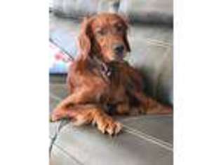 Irish Setter Puppy for sale in Campobello, SC, USA