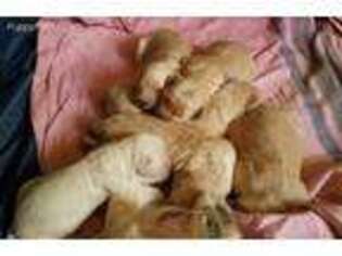Goldendoodle Puppy for sale in Taylorsville, KY, USA