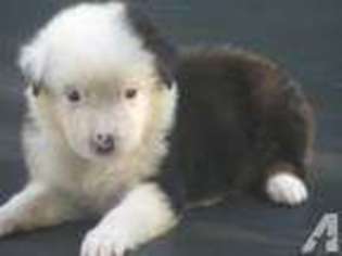 Australian Shepherd Puppy for sale in WILSON, NY, USA