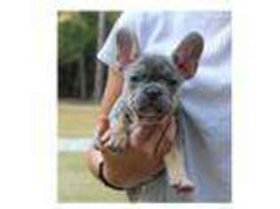 French Bulldog Puppy for sale in Savannah, GA, USA