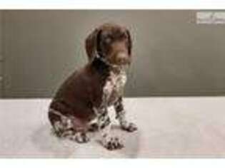 German Shorthaired Pointer Puppy for sale in South Bend, IN, USA