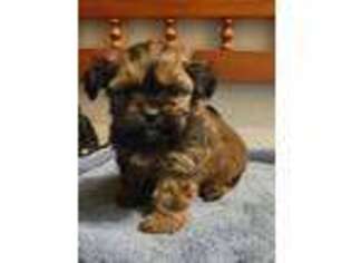 Shorkie Tzu Puppy for sale in Rockford, IL, USA