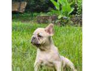 French Bulldog Puppy for sale in Hartford, CT, USA