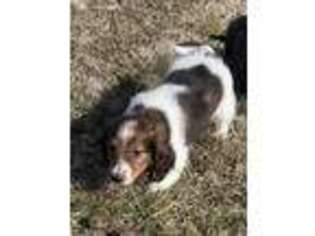 Dachshund Puppy for sale in Tulsa, OK, USA