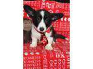 Cardigan Welsh Corgi Puppy for sale in Bagley, MN, USA