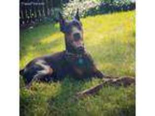 Doberman Pinscher Puppy for sale in Eugene, OR, USA