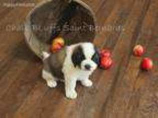 Saint Bernard Puppy for sale in Cheyenne, WY, USA