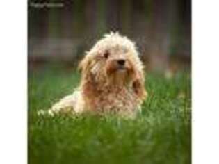 Cavachon Puppy for sale in Fort Collins, CO, USA