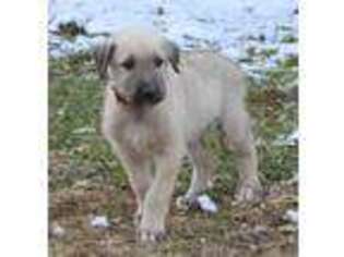 Irish Wolfhound Puppy for sale in Friendship, IN, USA