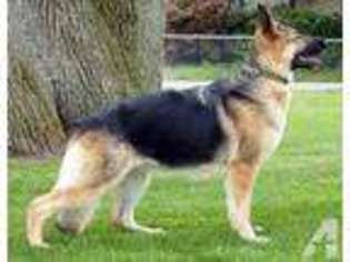 German Shepherd Dog Puppy for sale in TUCKERTON, NJ, USA