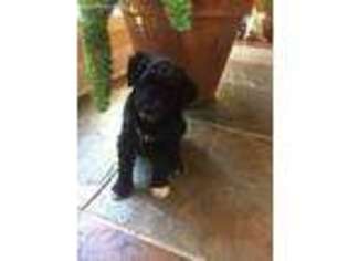 Goldendoodle Puppy for sale in Goodlettsville, TN, USA