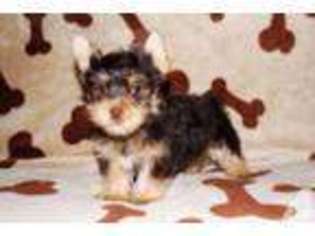 Yorkshire Terrier Puppy for sale in MIDDLEBURG, KY, USA