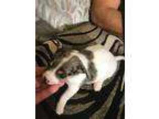 Chihuahua Puppy for sale in Douglasville, GA, USA