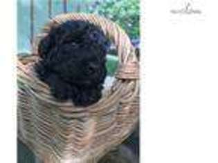 Labradoodle Puppy for sale in Fayetteville, AR, USA