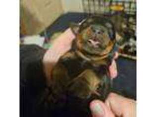 Rottweiler Puppy for sale in Marion, IN, USA