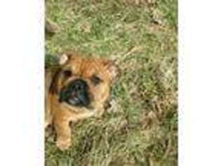Bulldog Puppy for sale in Dorset, OH, USA