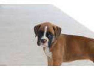 Boxer Puppy for sale in Nappanee, IN, USA