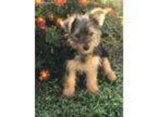 Yorkshire Terrier Puppy for sale in Mayslick, KY, USA