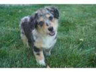 Pembroke Welsh Corgi Puppy for sale in Moravia, IA, USA