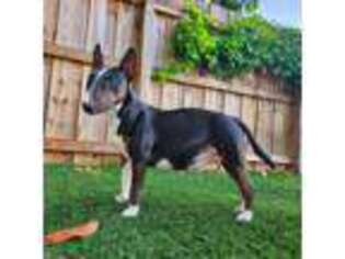 Bull Terrier Puppy for sale in Hollywood, FL, USA