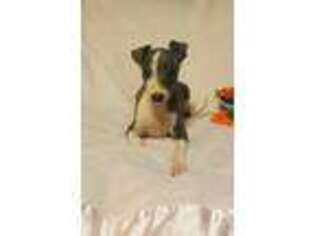 Italian Greyhound Puppy for sale in Collins, GA, USA