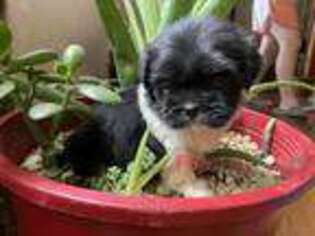 Mutt Puppy for sale in Clifton, NJ, USA