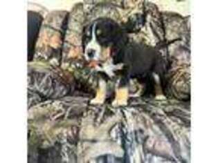 Greater Swiss Mountain Dog Puppy for sale in Farmington, MO, USA