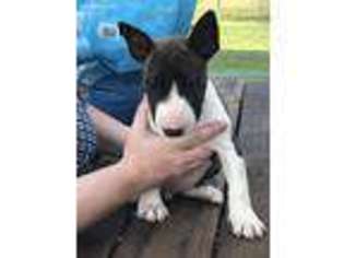 Bull Terrier Puppy for sale in Comanche, TX, USA