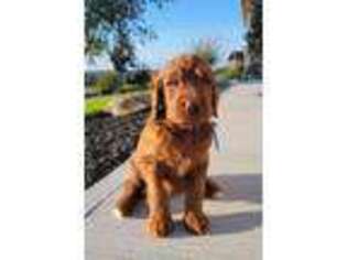 Irish Setter Puppy for sale in Dundee, OH, USA