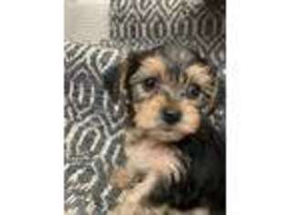 Yorkshire Terrier Puppy for sale in Danville, CA, USA