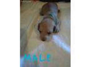 Dachshund Puppy for sale in Lapeer, MI, USA