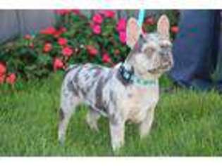 French Bulldog Puppy for sale in Etna Green, IN, USA