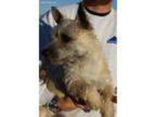 Cairn Terrier Puppy for sale in Chicago, IL, USA